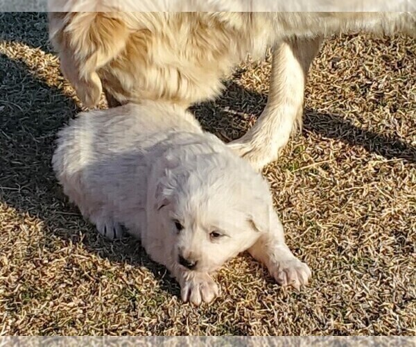 Medium Photo #10 Great Pyrenees Puppy For Sale in AGRA, OK, USA