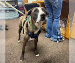 Small #1 Catahoula Leopard Dog Mix