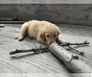 English Cream Golden Retriever Puppy for sale in PORTLAND, OR, USA