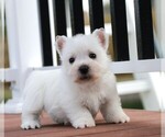 Small Photo #9 West Highland White Terrier Puppy For Sale in SYRACUSE, IN, USA