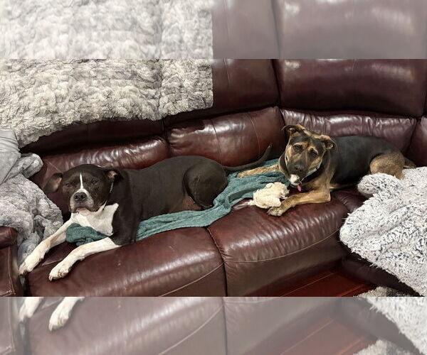 Medium Photo #5 Mutt Puppy For Sale in Mount Laurel, NJ, USA