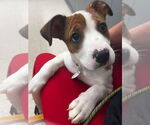 Small #2 Mutt