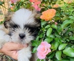 Small Photo #3 Shih Tzu Puppy For Sale in SMITHVILLE, TX, USA