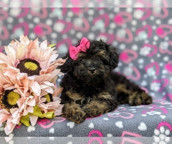 Medium Photo #7 Poodle (Miniature) Puppy For Sale in STRASBURG, PA, USA