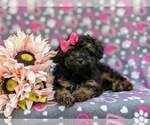 Small Photo #7 Poodle (Miniature) Puppy For Sale in STRASBURG, PA, USA