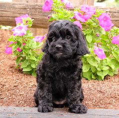 poodle and cocker spaniel mix for sale