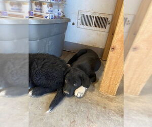 Border Collie-Unknown Mix Dogs for adoption in Pueblo West, CO, USA