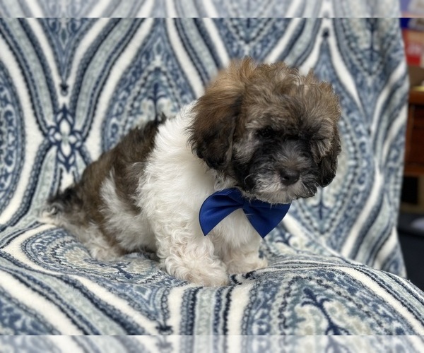 Medium Photo #12 Lhasa Apso Puppy For Sale in LAKELAND, FL, USA