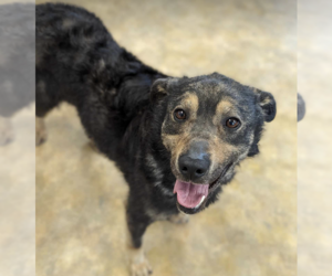 Mutt Dogs for adoption in Anchorage, AK, USA