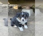 Small Photo #1 Aussie-Corgi Puppy For Sale in MYRTLE CREEK, OR, USA