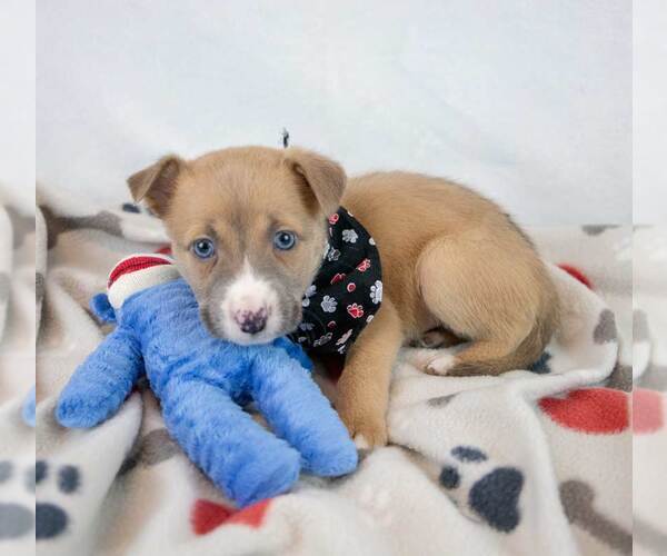 Medium Photo #2 Mutt Puppy For Sale in Kennesaw, GA, USA