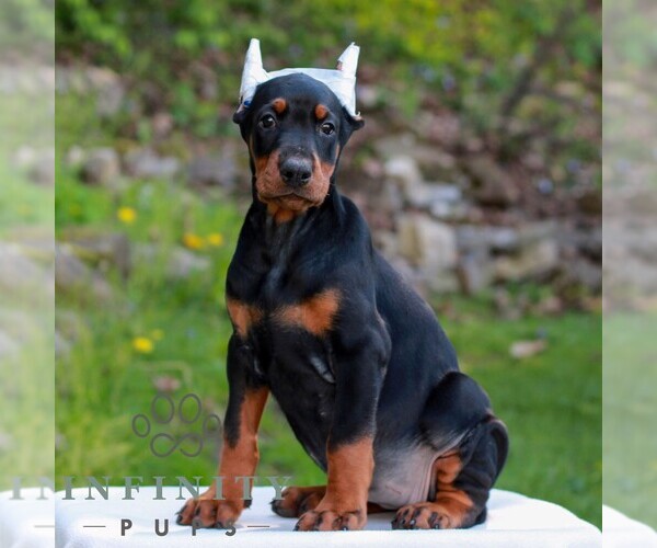 Medium Photo #3 Doberman Pinscher Puppy For Sale in NEWMANSTOWN, PA, USA