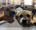 Small #2 Border Terrier Mix