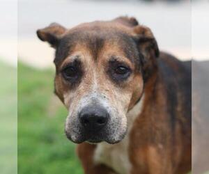 Boxer-Unknown Mix Dogs for adoption in San Antonio, TX, USA