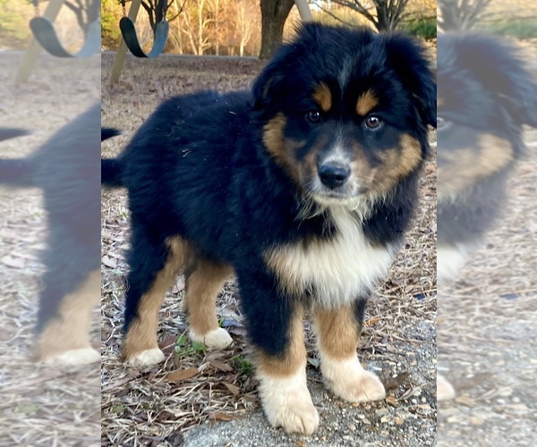 Medium Photo #5 Miniature Australian Shepherd Puppy For Sale in HOPE HULL, AL, USA