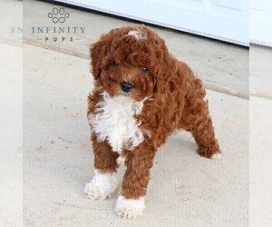 Cavapoo Puppy for sale in BIRD IN HAND, PA, USA