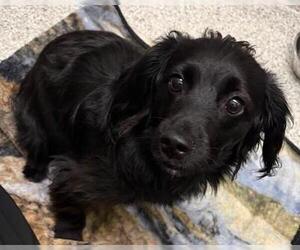 Poptart - Male Colonial Cocker Spaniel-Dachshund Mix Dog for Adoption - Photo #2