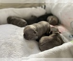 Small Photo #4 French Bulldog Puppy For Sale in DANIA, FL, USA