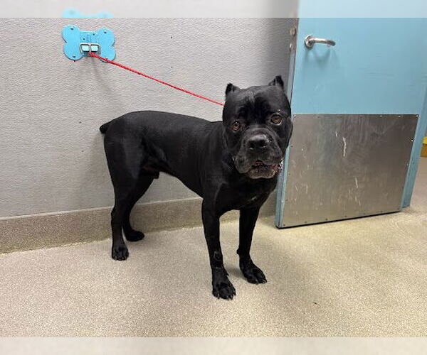 Medium Photo #1 Mutt Puppy For Sale in Las Vegas, NV, USA