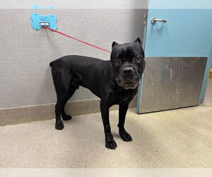 Mutt Dogs for adoption in Las Vegas, NV, USA