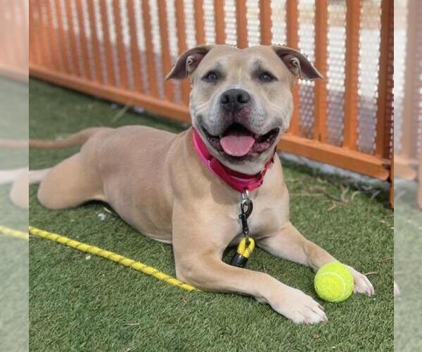 Medium Photo #1 American Pit Bull Terrier-Unknown Mix Puppy For Sale in Las Vegas, NV, USA