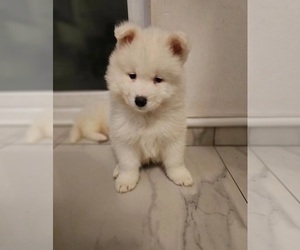 Samoyed Puppy for sale in ANZA, CA, USA
