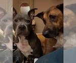 Small #2 Black Mouth Cur-German Shepherd Dog Mix