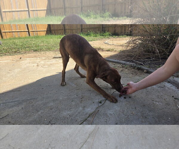 Medium Photo #1 Mutt Puppy For Sale in Jackson, MS, USA