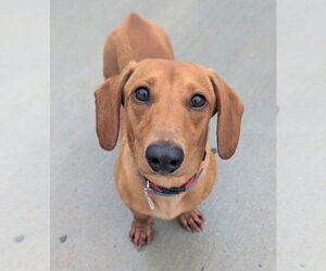 Medium Dachshund