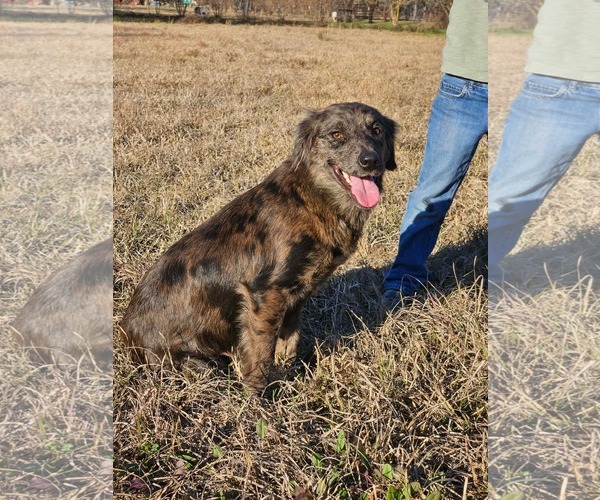 Medium Photo #1 Australian Shepherd-Unknown Mix Puppy For Sale in Wakefield, RI, USA