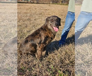 Australian Shepherd-Unknown Mix Dogs for adoption in Wakefield, RI, USA