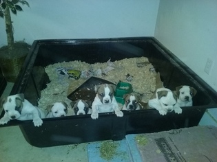 American Bulldog Puppy for sale in NEWARK VALLEY, NY, USA