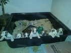 Small Photo #1 American Bulldog Puppy For Sale in NEWARK VALLEY, NY, USA
