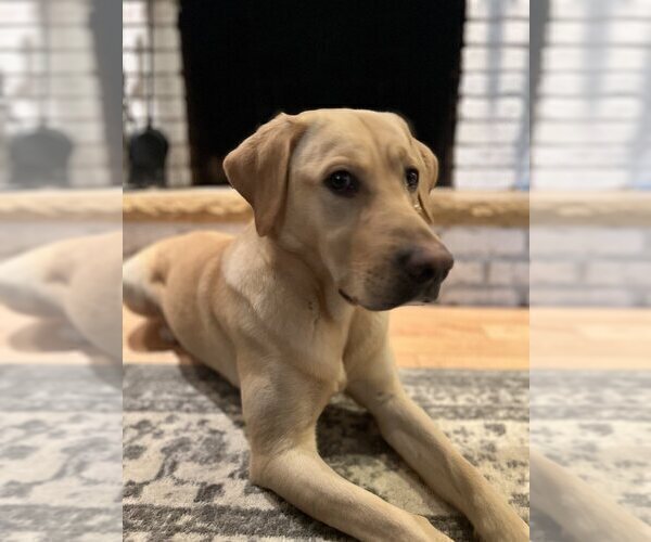 Medium Photo #12 Labrador Retriever Puppy For Sale in EAGAN, MN, USA