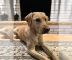 Small #11 Labrador Retriever