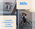 Small #4 German Pinscher Mix