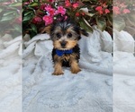 Small #1 Yorkshire Terrier