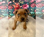Small #3 American Staffordshire Terrier Mix