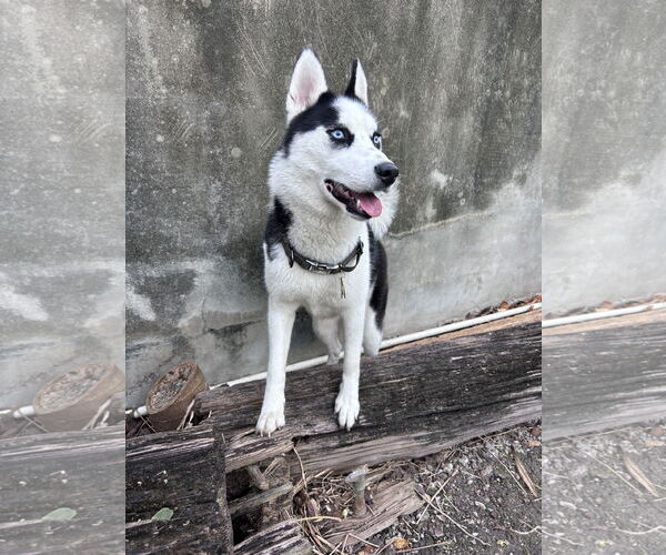 Medium Photo #2 Siberian Husky Puppy For Sale in Miami, FL, USA