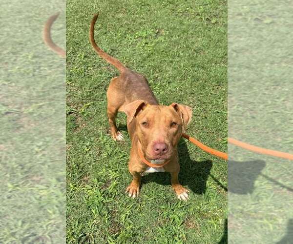 Medium Photo #2 Mutt Puppy For Sale in Abbeville, LA, USA
