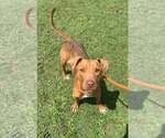 Small #1 Mutt