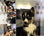 Puppy Zada Pomsky-Siberian Husky Mix
