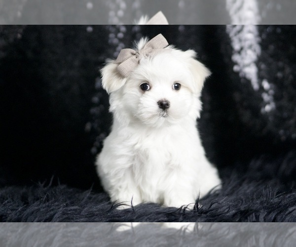Medium Photo #3 Maltese Puppy For Sale in WARSAW, IN, USA