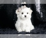 Small #2 Maltese