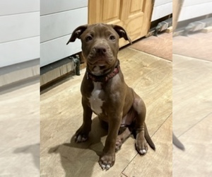 American Pit Bull Terrier Puppy for sale in APOLLO, PA, USA