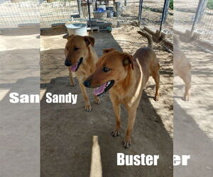 Buster - ** - Male Labrador Retriever-Unknown Mix Dog for Adoption - Photo #7