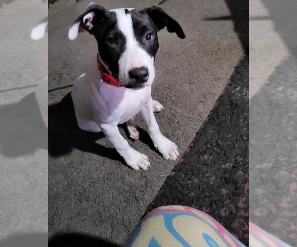 Medium Photo #1 Mutt Puppy For Sale in Waterloo, IA, USA