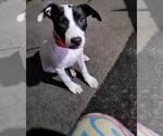 Small Mutt