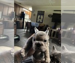 Small #2 French Bulldog