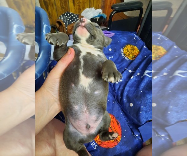 Medium Photo #2 American Pit Bull Terrier Puppy For Sale in DANNEBROG, NE, USA